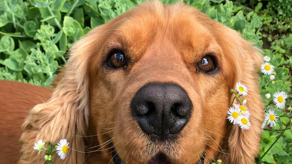 Basic Information icon