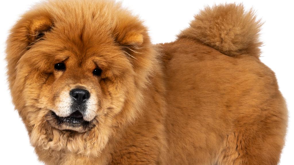 Chow Chow