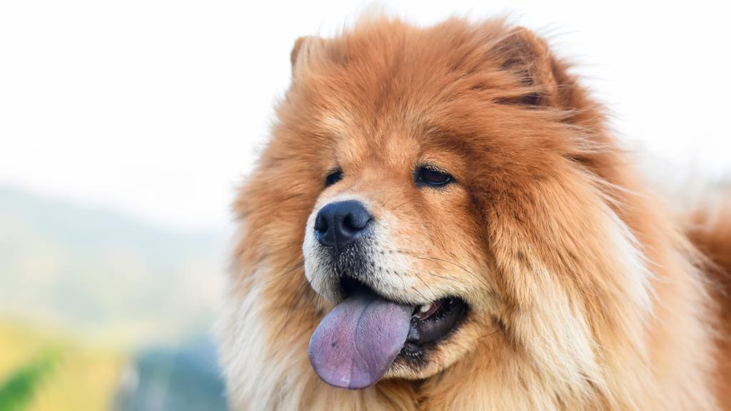 Grooming & Health icon