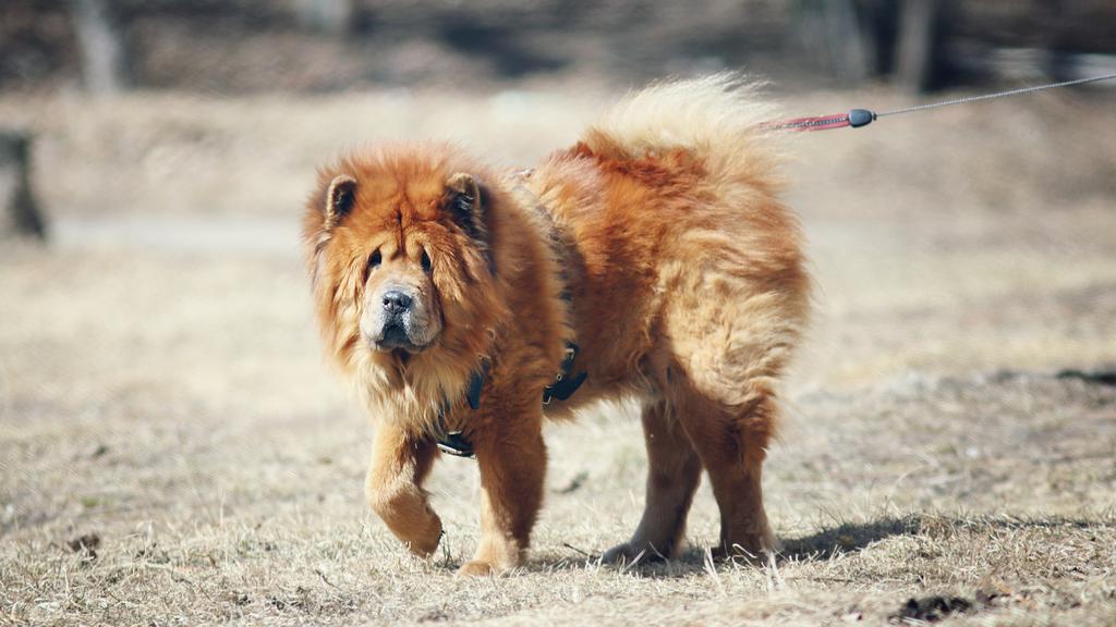 Chow Chow