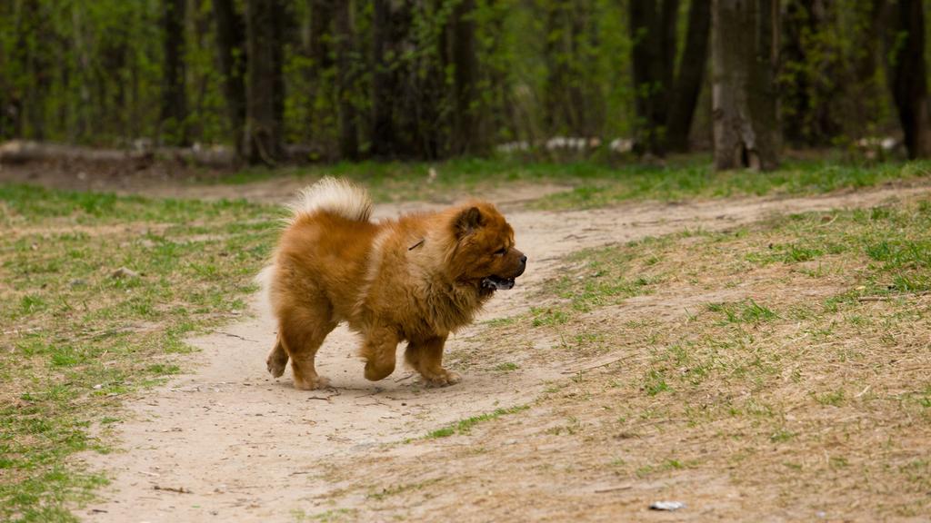 Suitability for First-Time vs. Experienced Owners icon