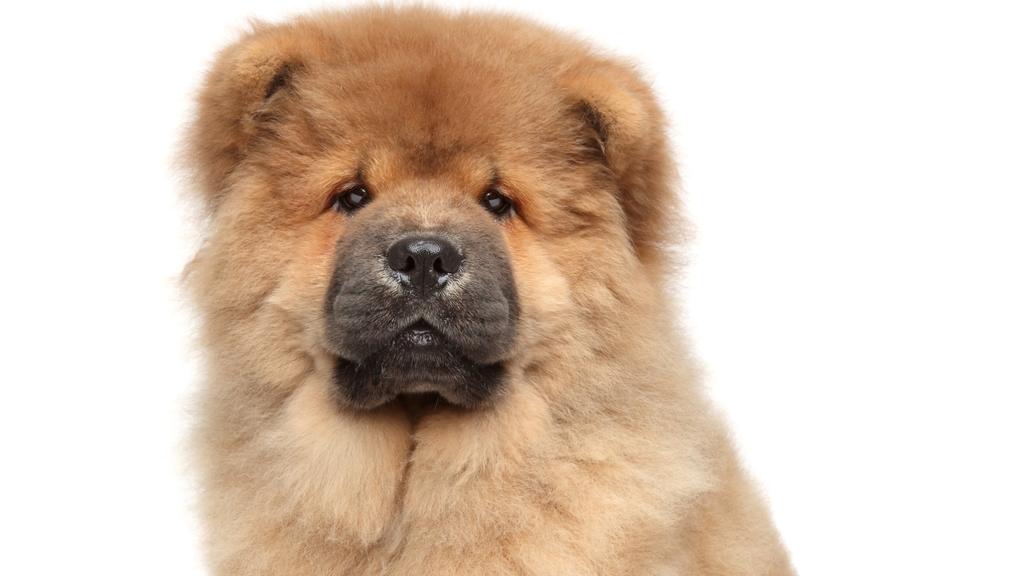 Basic Information icon