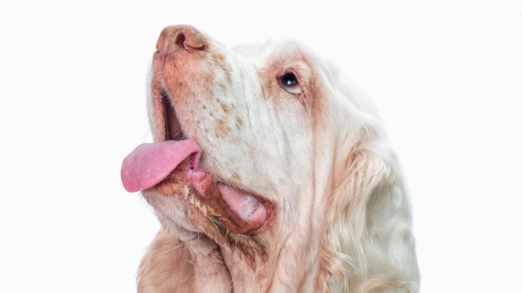 Clumber Spaniel