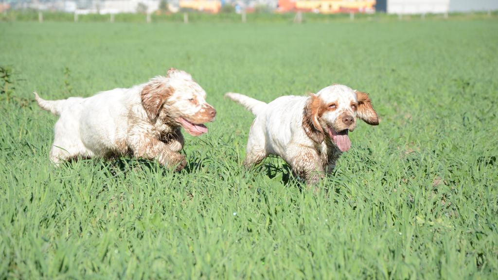 Adoption vs. Breeder Considerations icon