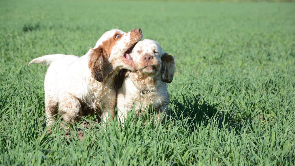 Clumber Spaniel