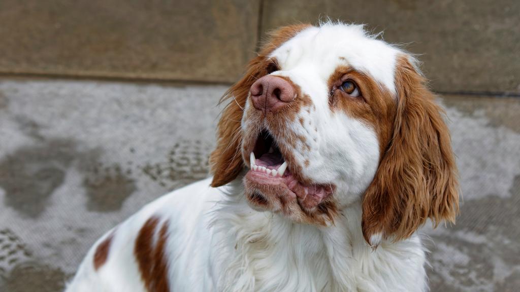 Basic Information icon