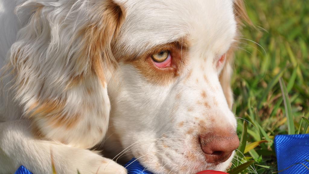 Clumber Spaniel
