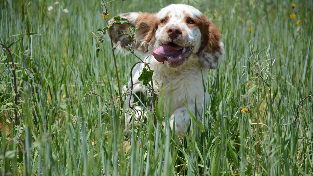 Clumber Spaniel
