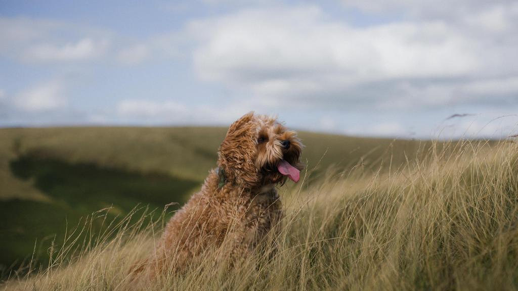 Temperament & Behavior icon