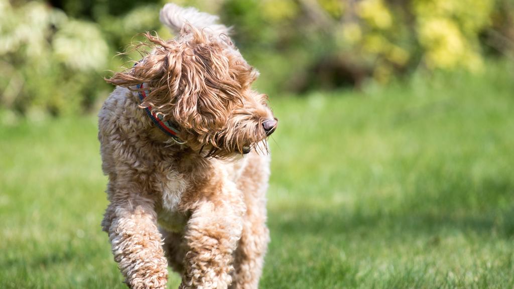 Living Environment Adaptability icon