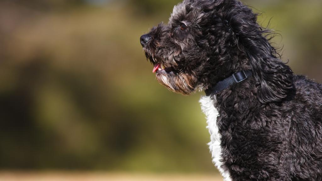 Adoption vs. Breeder Considerations icon