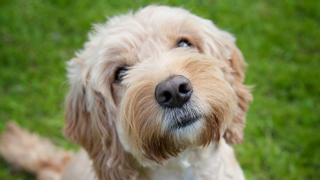 Life Stage Considerations icon