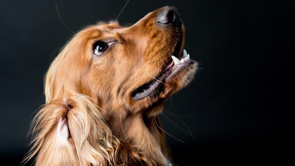 Living Environment Adaptability icon