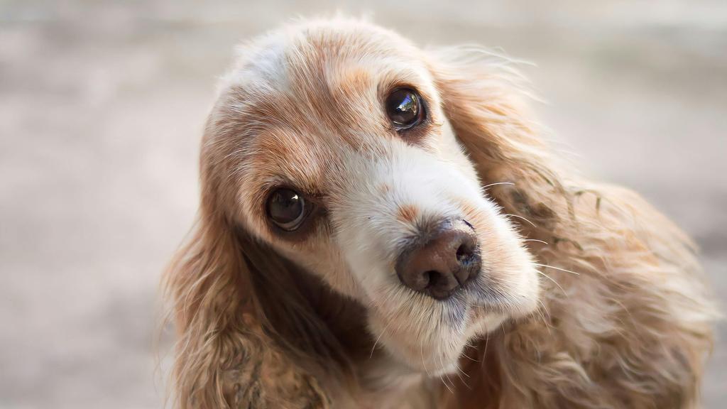 Adoption vs. Breeder Considerations icon