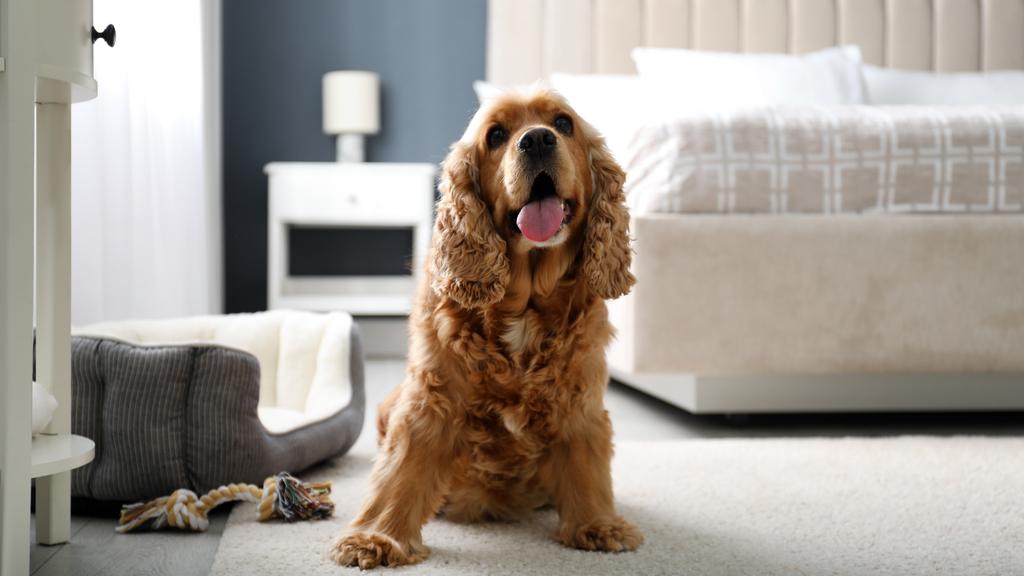 Cocker Spaniel