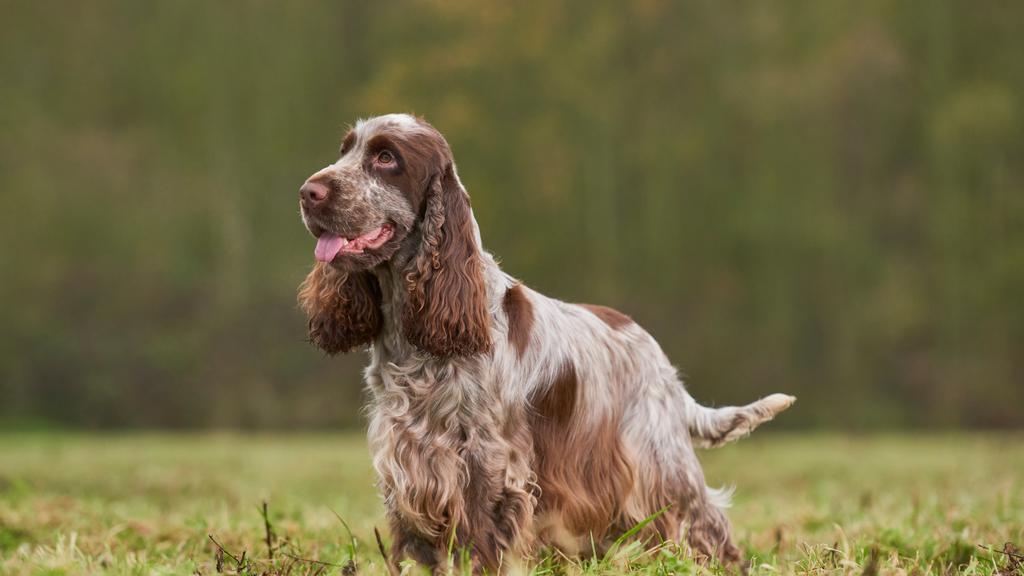 Suitability for First-Time vs. Experienced Owners icon