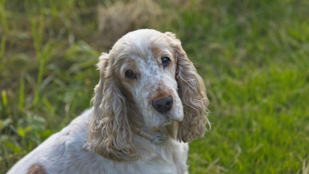 Cocker Spaniel