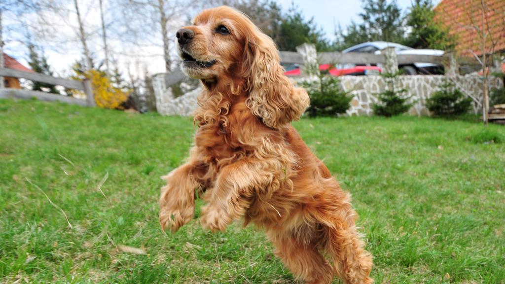 Cocker Spaniel
