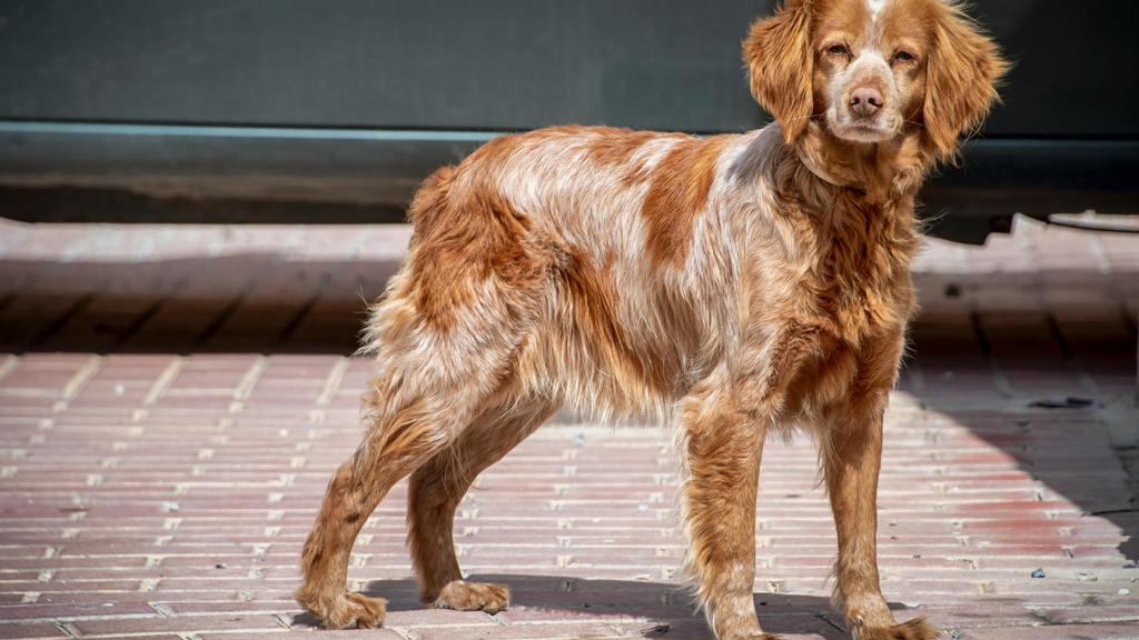 Exercise & Activity Needs icon