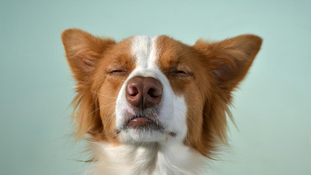 Suitability for First-Time vs. Experienced Owners icon