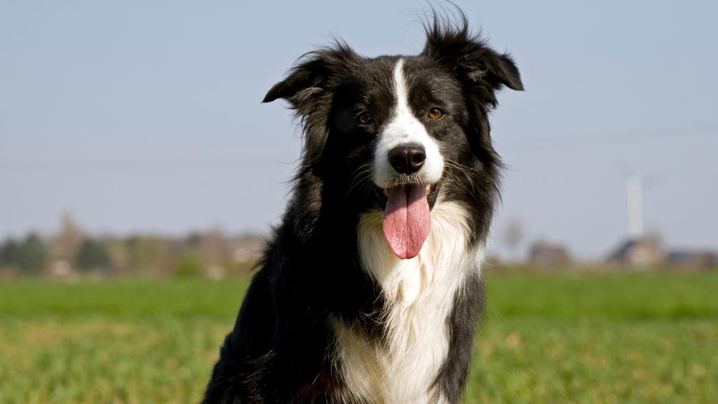 Collie