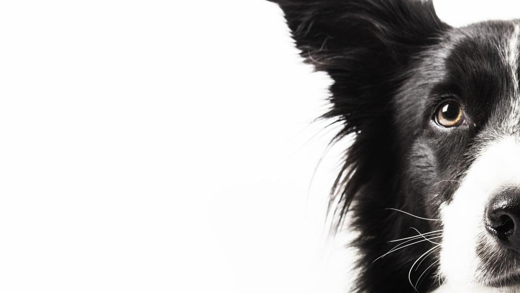 Life Stage Considerations icon