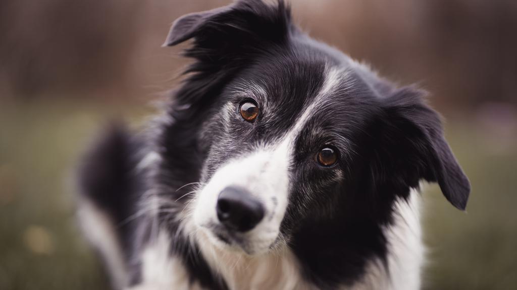 Collie