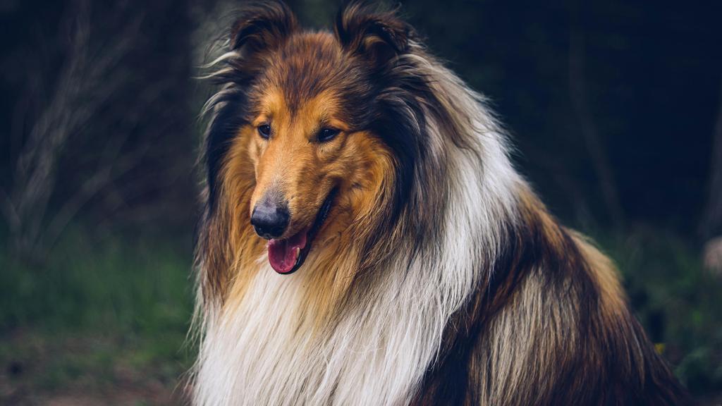 Collie