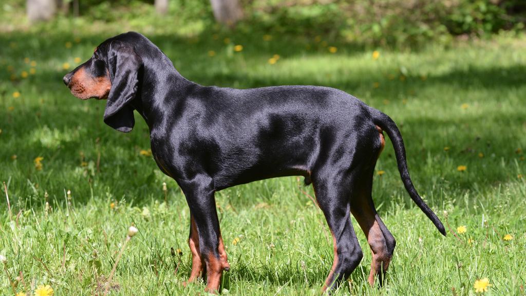 Coonhound