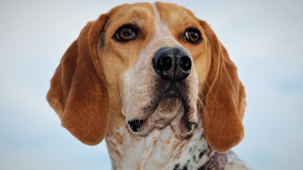Coonhound