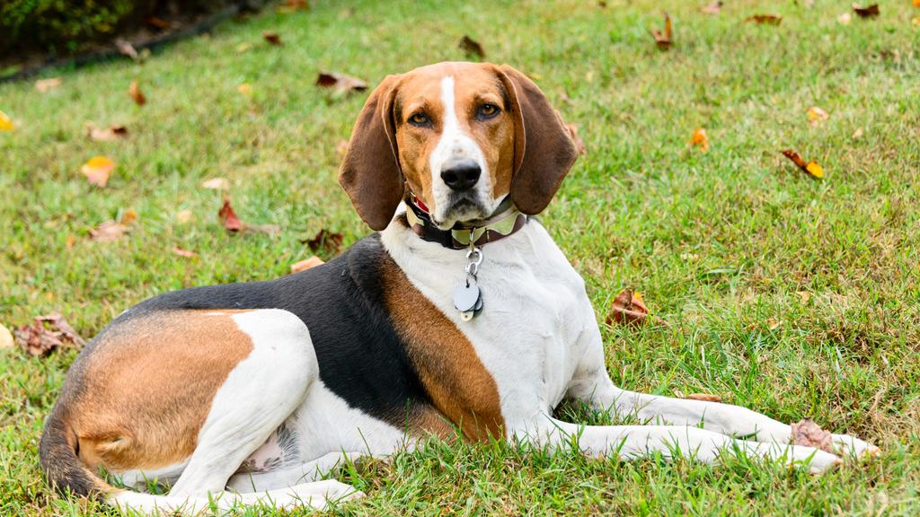 Coonhound