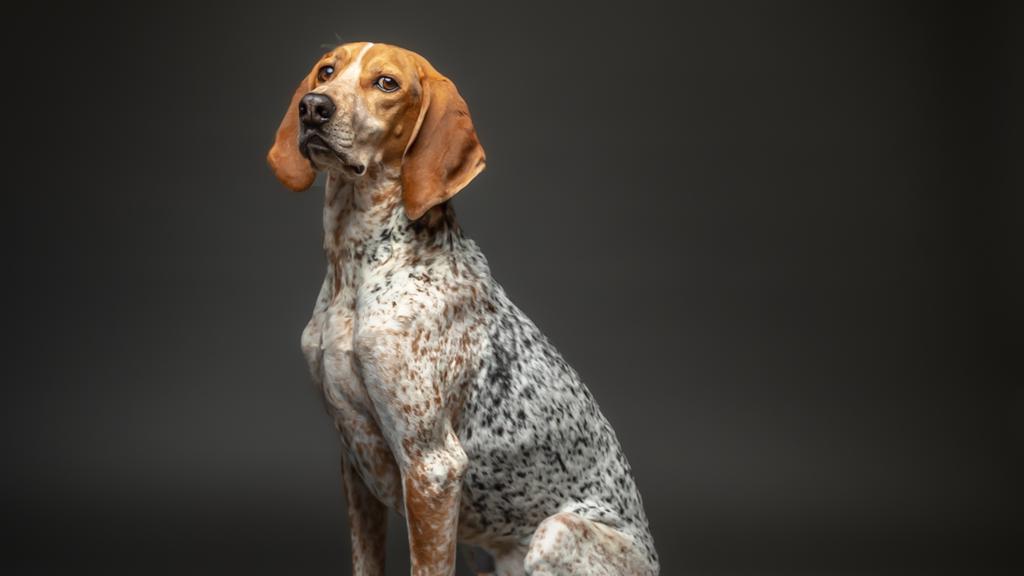 Coonhound