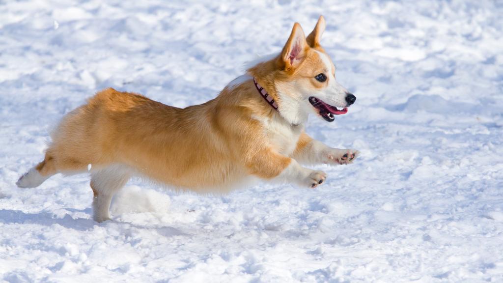 Corgi (Pembroke, Cardigan)