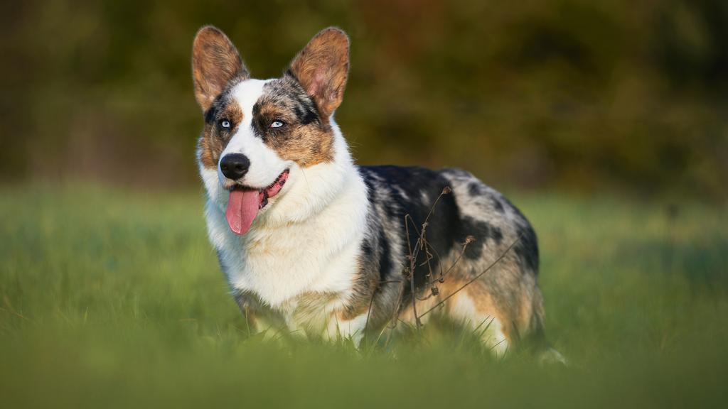 Corgi (Pembroke, Cardigan)