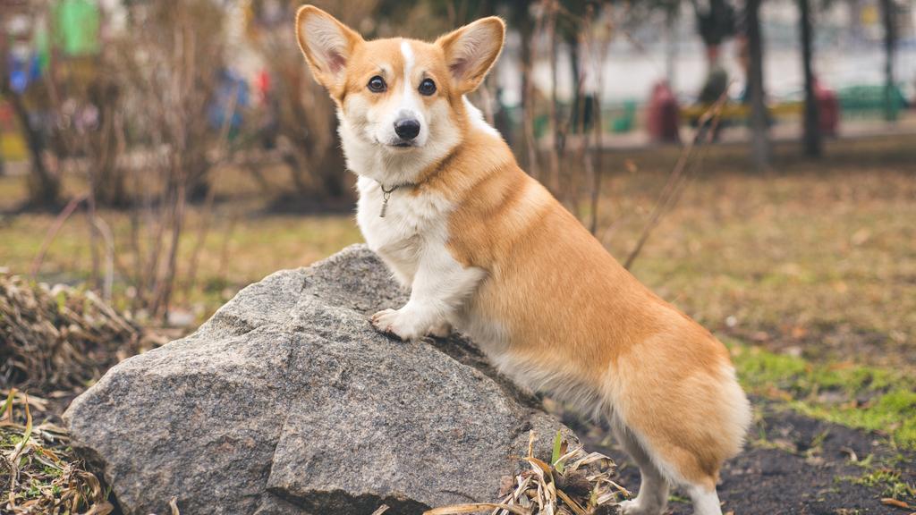 Corgi (Pembroke, Cardigan)