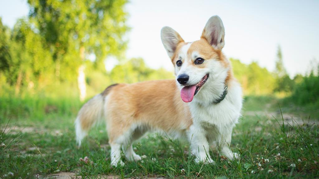 Corgi (Pembroke, Cardigan)