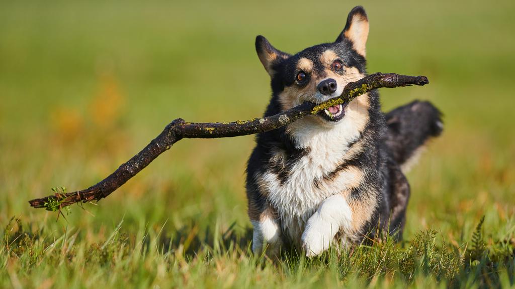 Corgi (Pembroke, Cardigan)