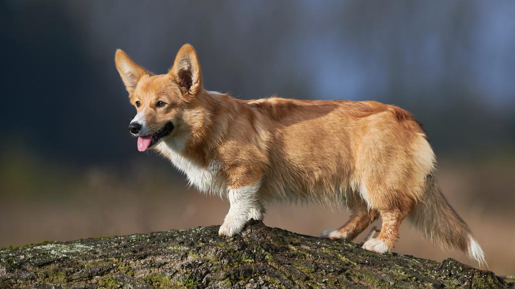 Corgi (Pembroke, Cardigan)