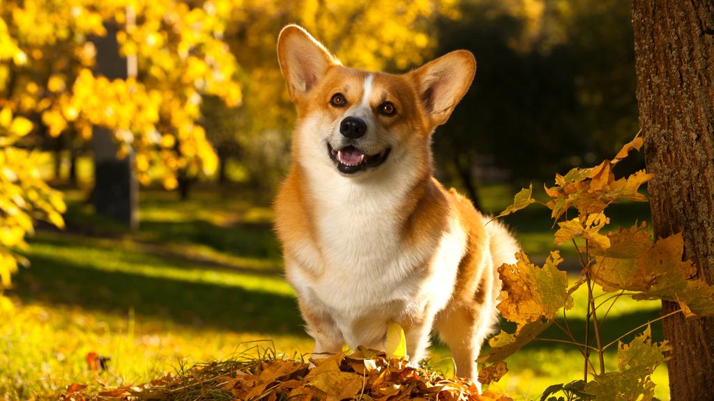 Basic Information icon