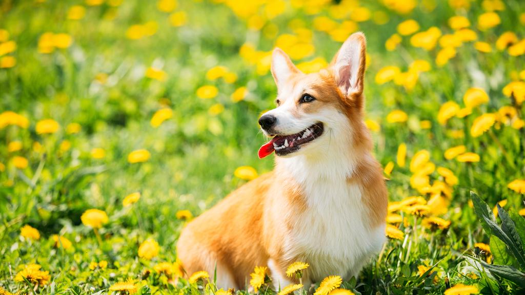 Corgi (Pembroke, Cardigan)