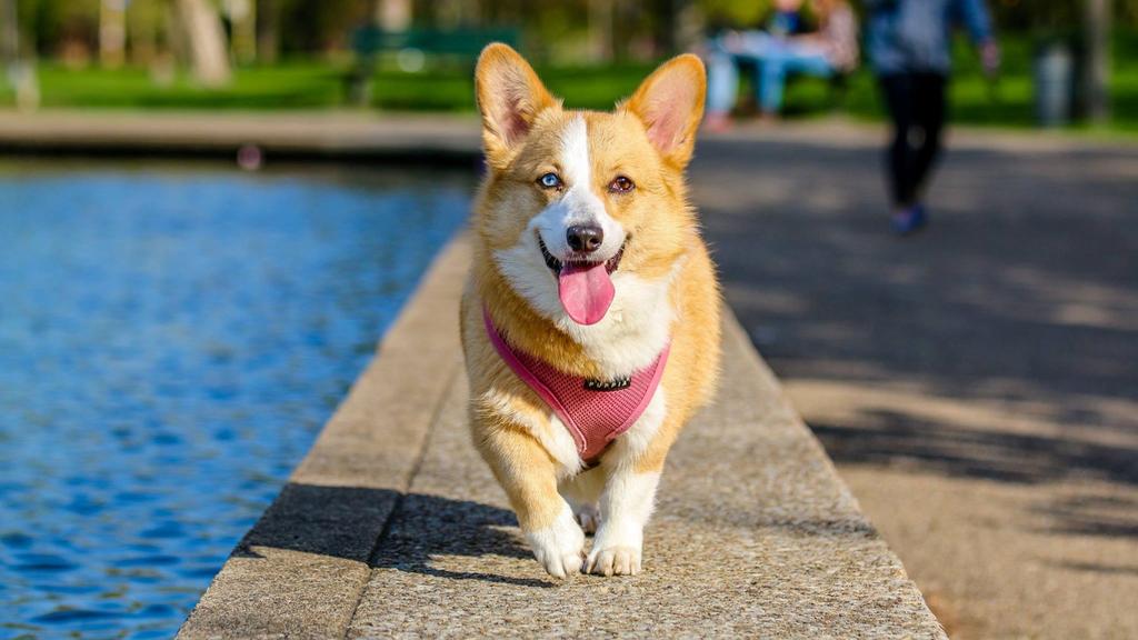 Corgi (Pembroke, Cardigan)