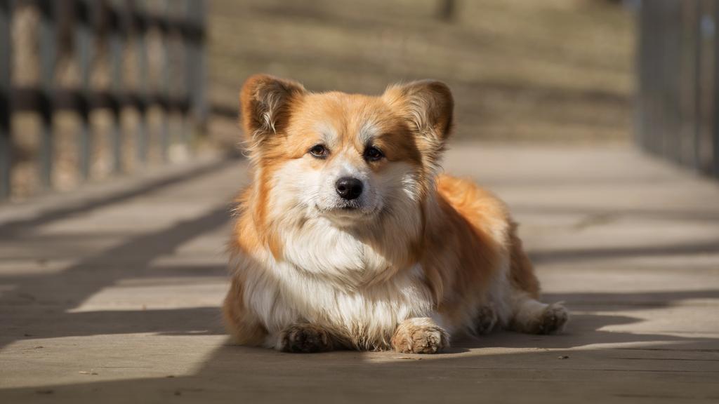 Corgi (Pembroke, Cardigan)