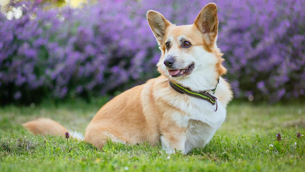 Corgi (Pembroke, Cardigan)