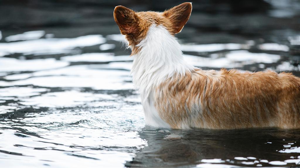 Temperament & Behavior icon