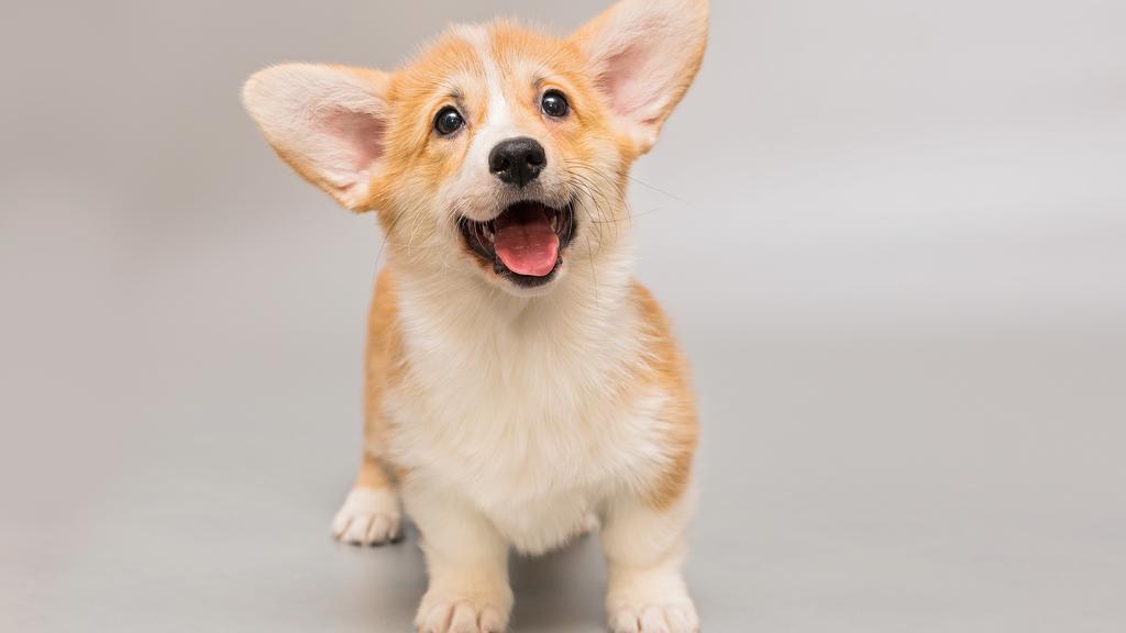Corgi (Pembroke, Cardigan)
