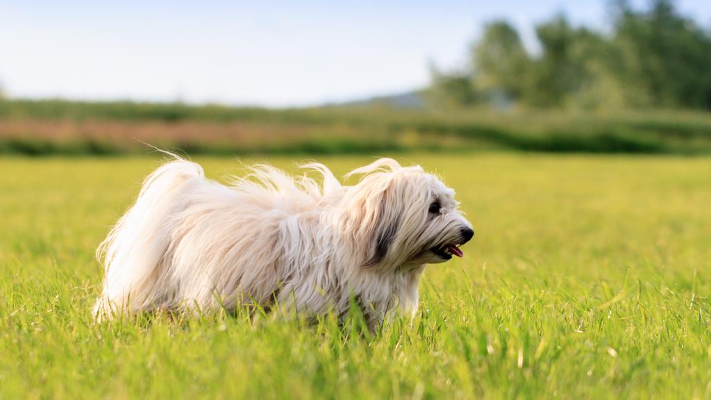 Exercise & Activity Needs icon