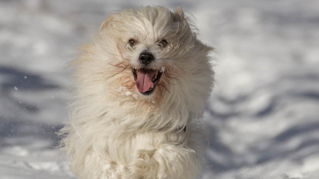 Temperament & Behavior icon