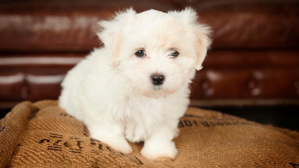 Coton de Tulear