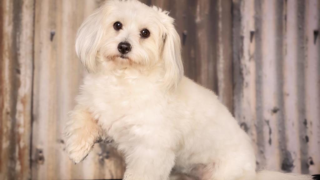 Coton de Tulear