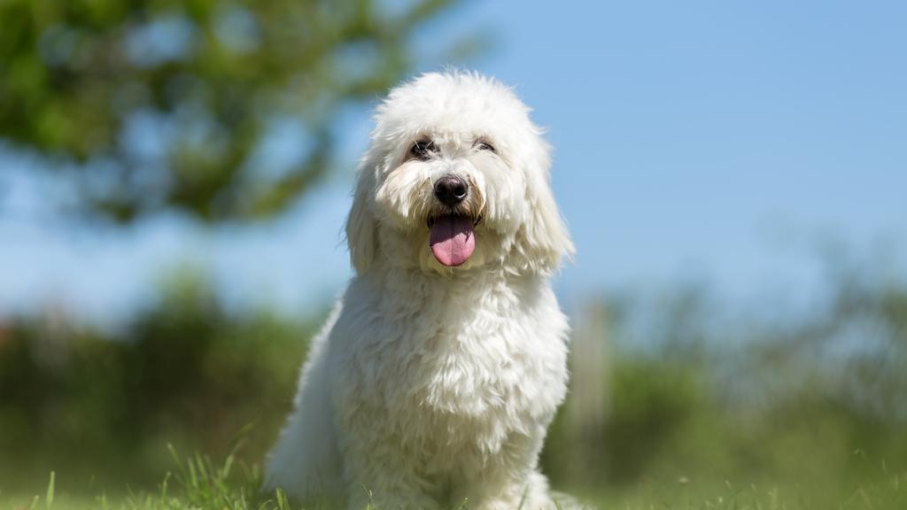 Coton de Tulear